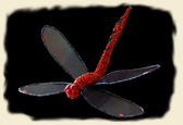 nono's dragon fly